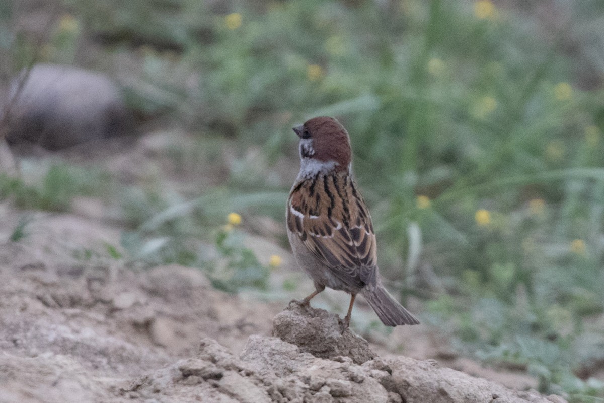 Eurasian Tree Sparrow - ML620344860