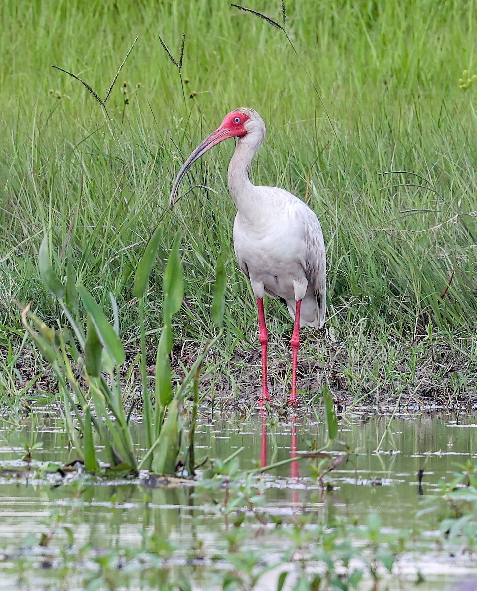 White Ibis - ML620344875