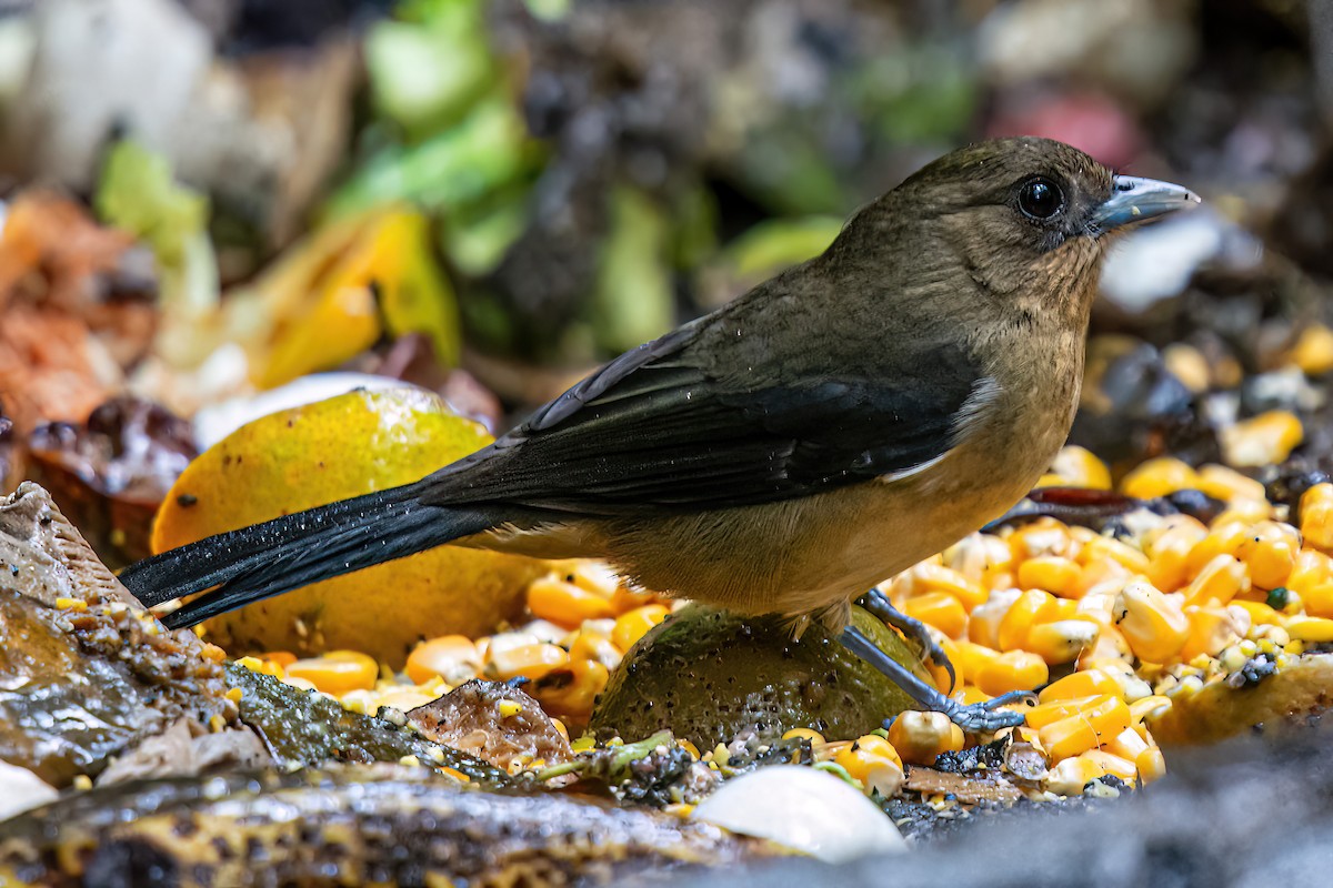 Black-goggled Tanager - ML620344902