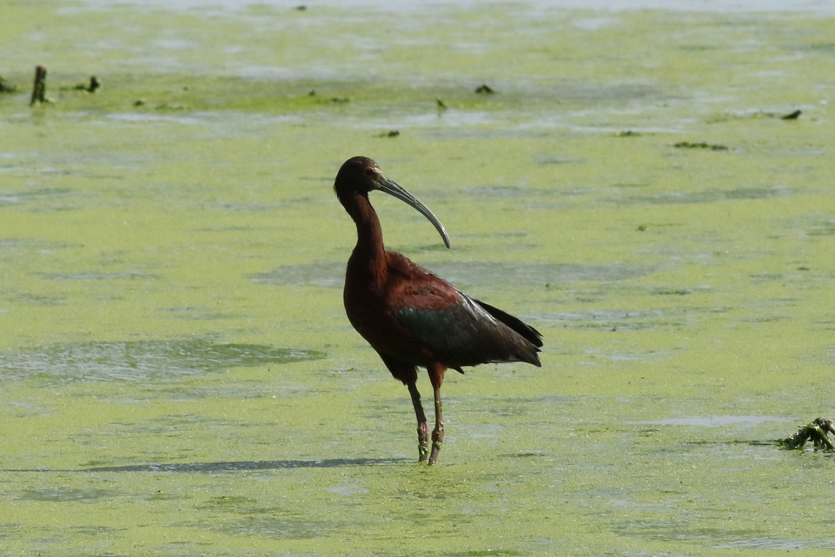 White-faced Ibis - ML620344906