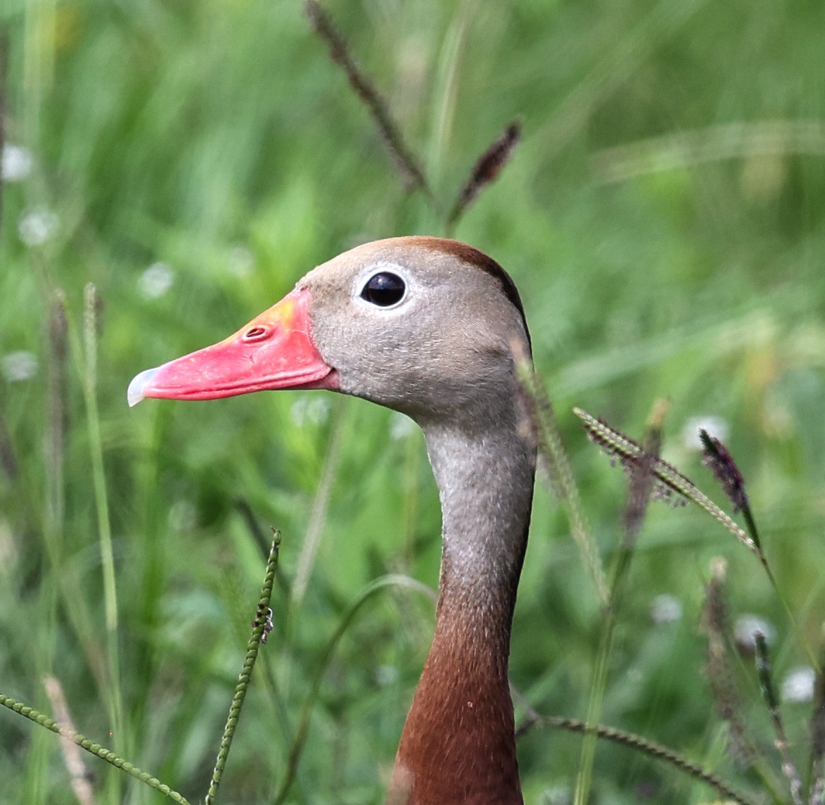 Black-bellied Whistling-Duck - ML620344907