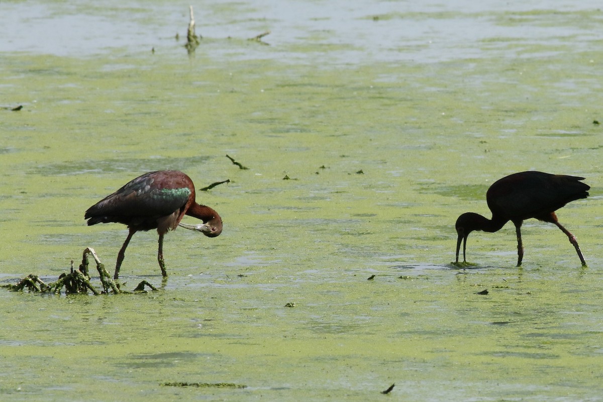 White-faced Ibis - ML620344910