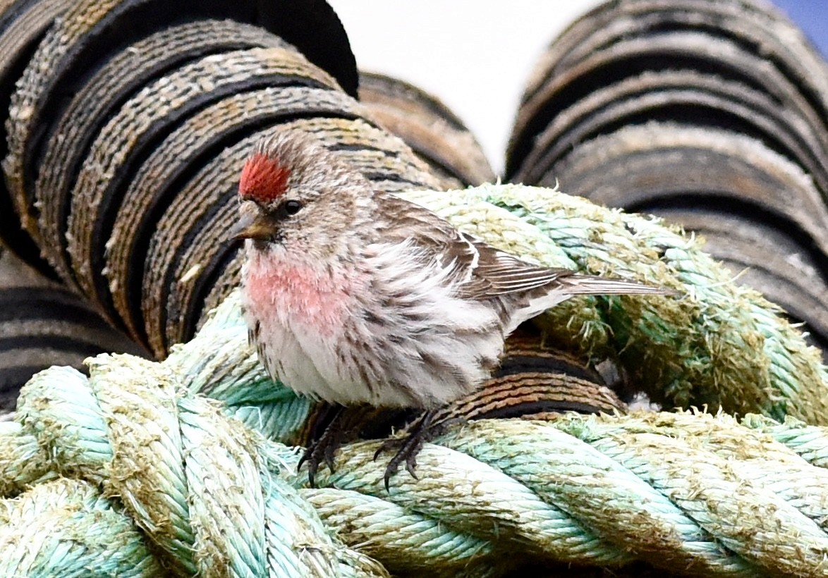 Common Redpoll - ML620344940