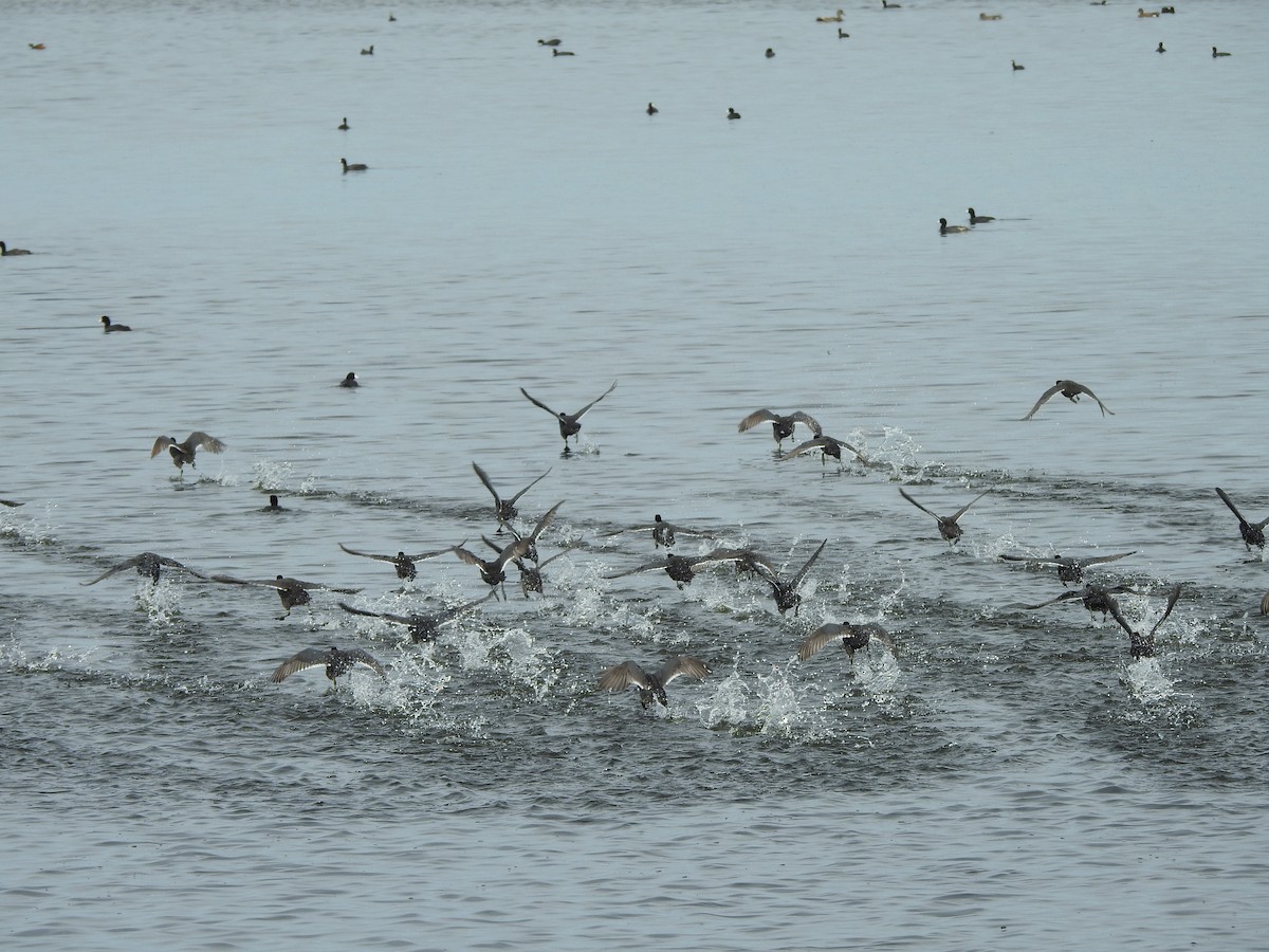 American Coot - ML620344945