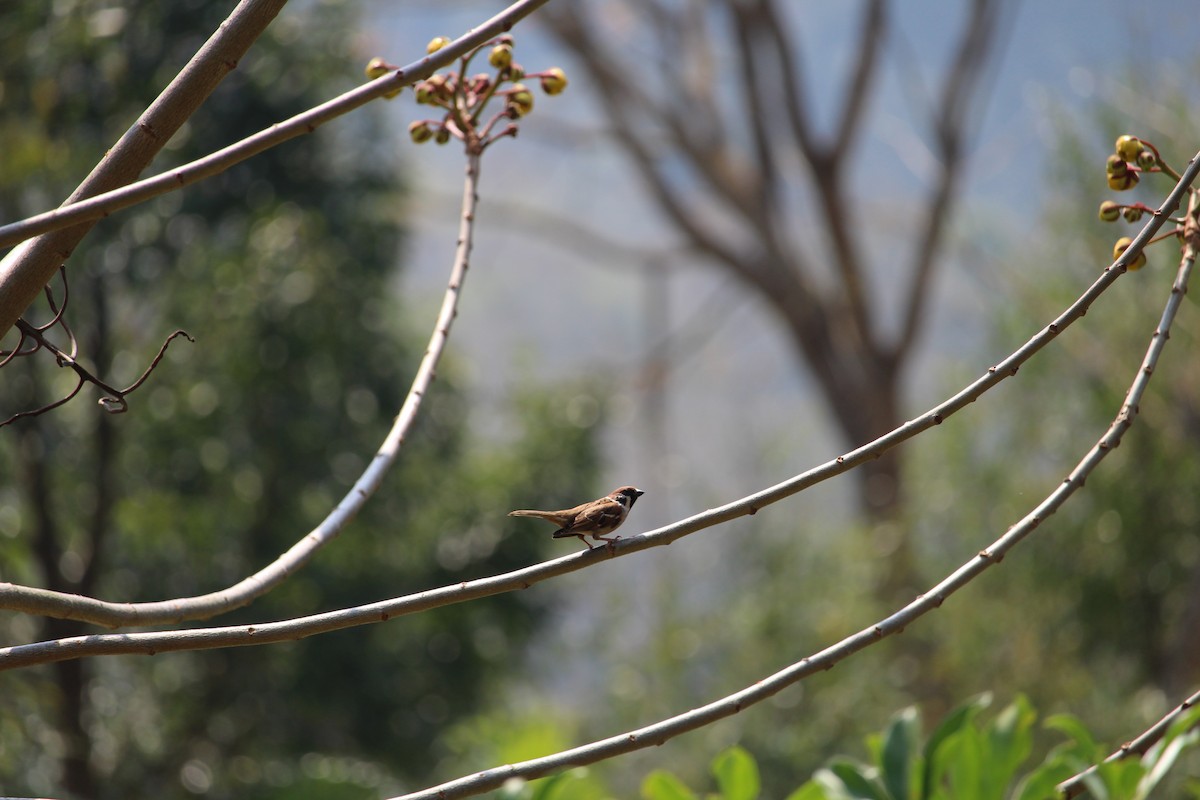 Eurasian Tree Sparrow - ML620344952