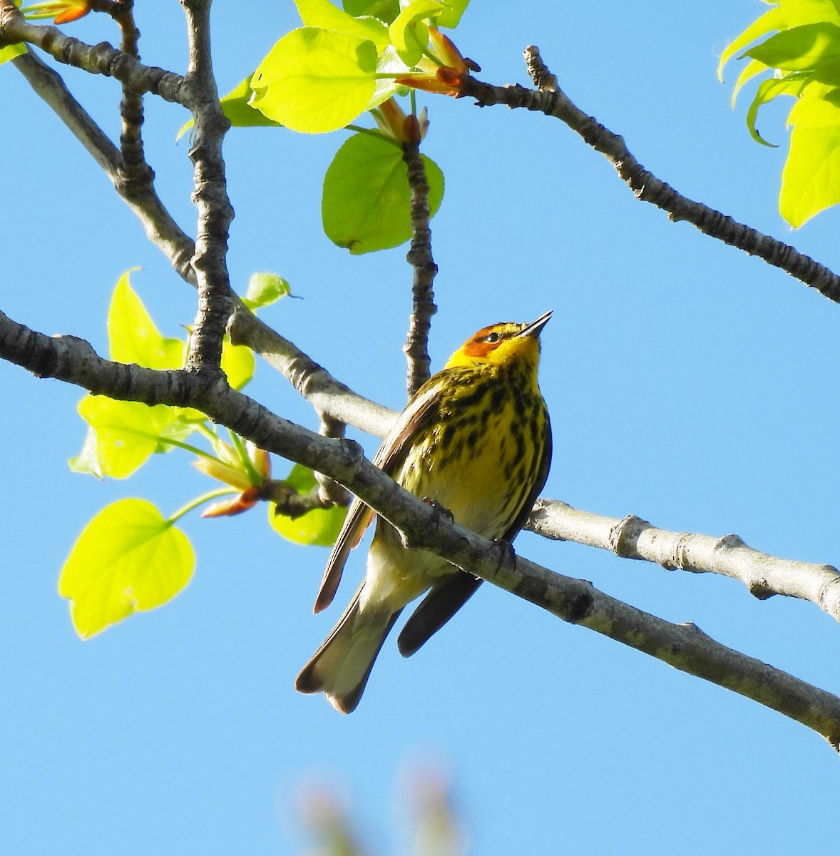 Cape May Warbler - ML620344963