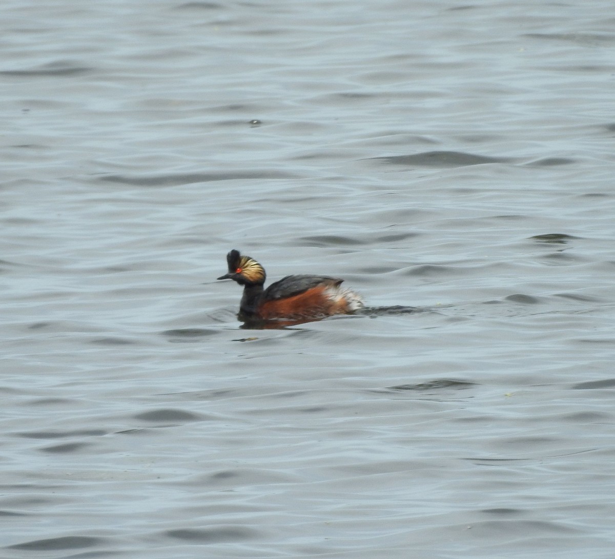 Eared Grebe - ML620344964