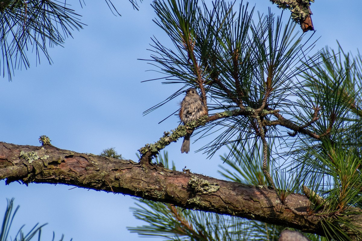 Tufted Titmouse - ML620344978