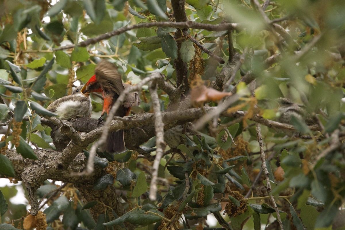 Vermilion Flycatcher - ML620344987