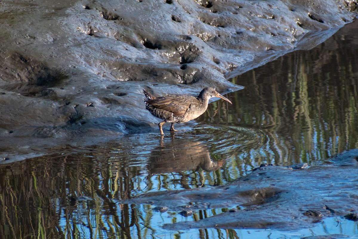 Clapper Rail - ML620344994