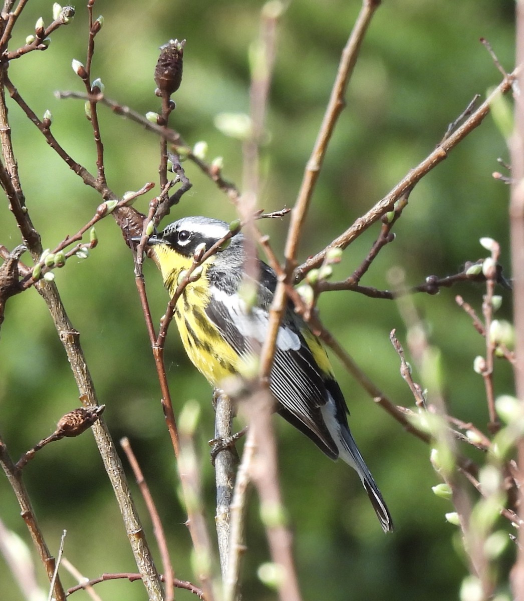 Magnolia Warbler - ML620344995