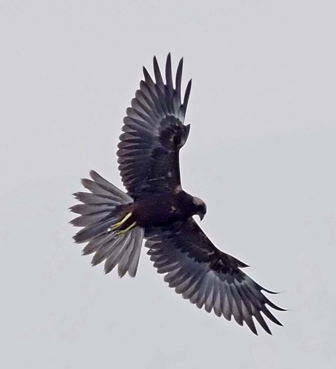 Western Marsh Harrier - ML620344997