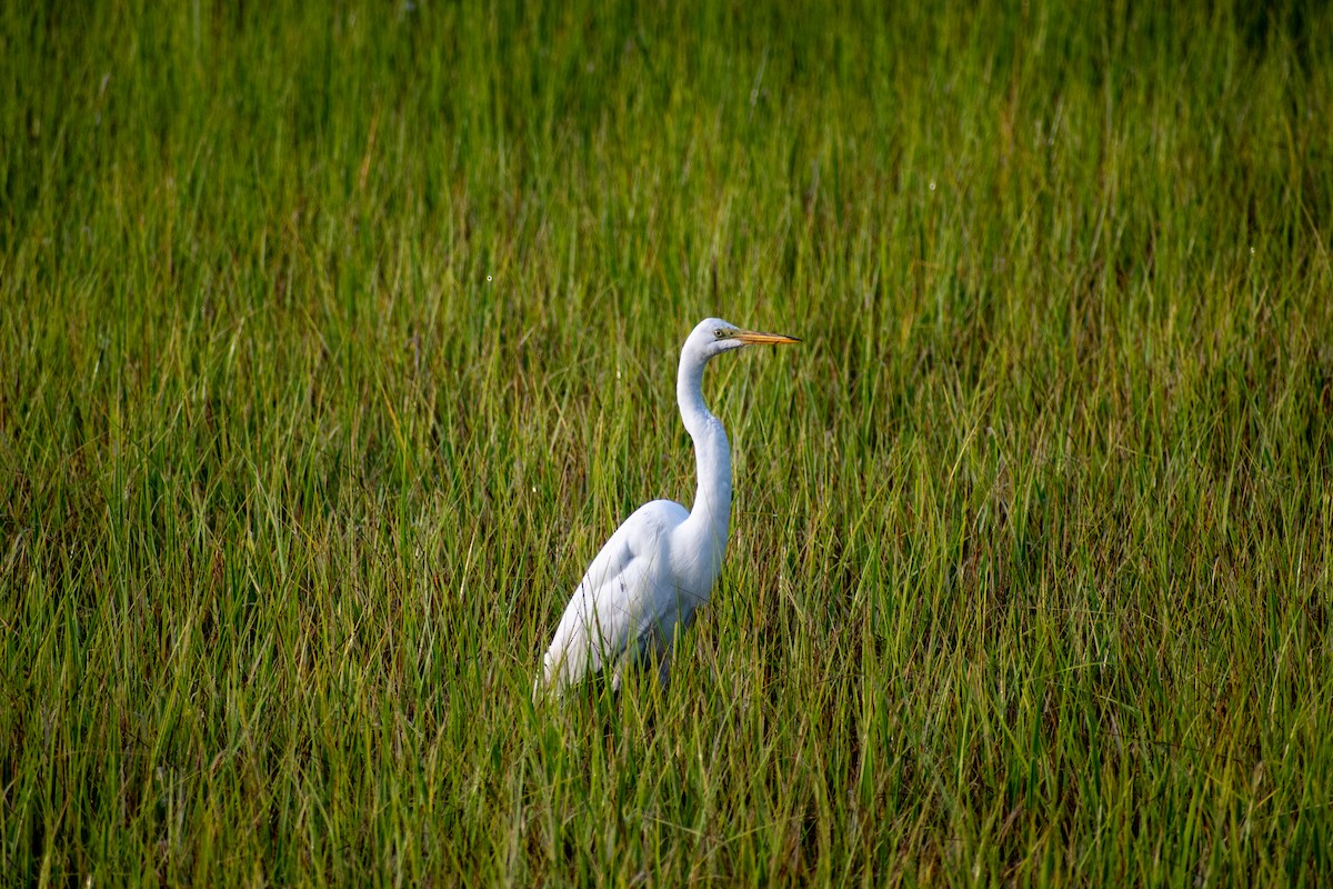 Great Egret - ML620345025