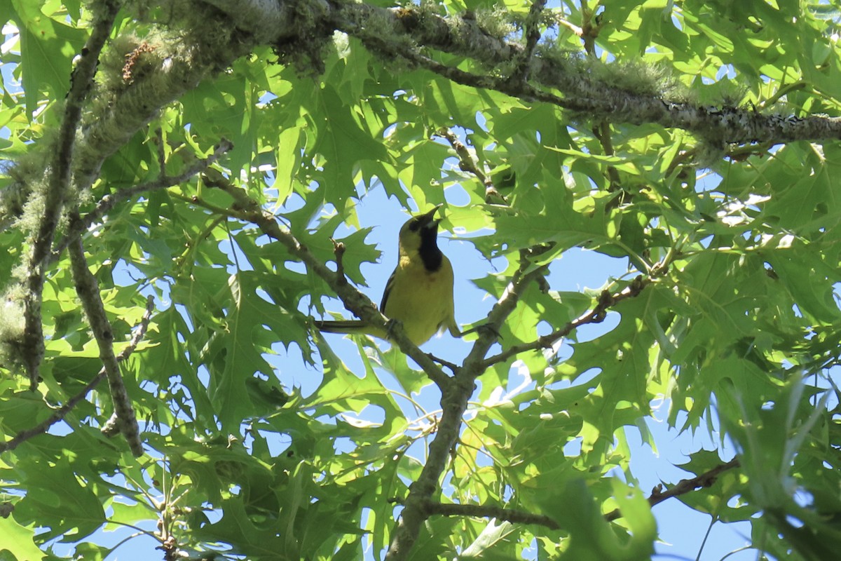 Orchard Oriole - ML620345026