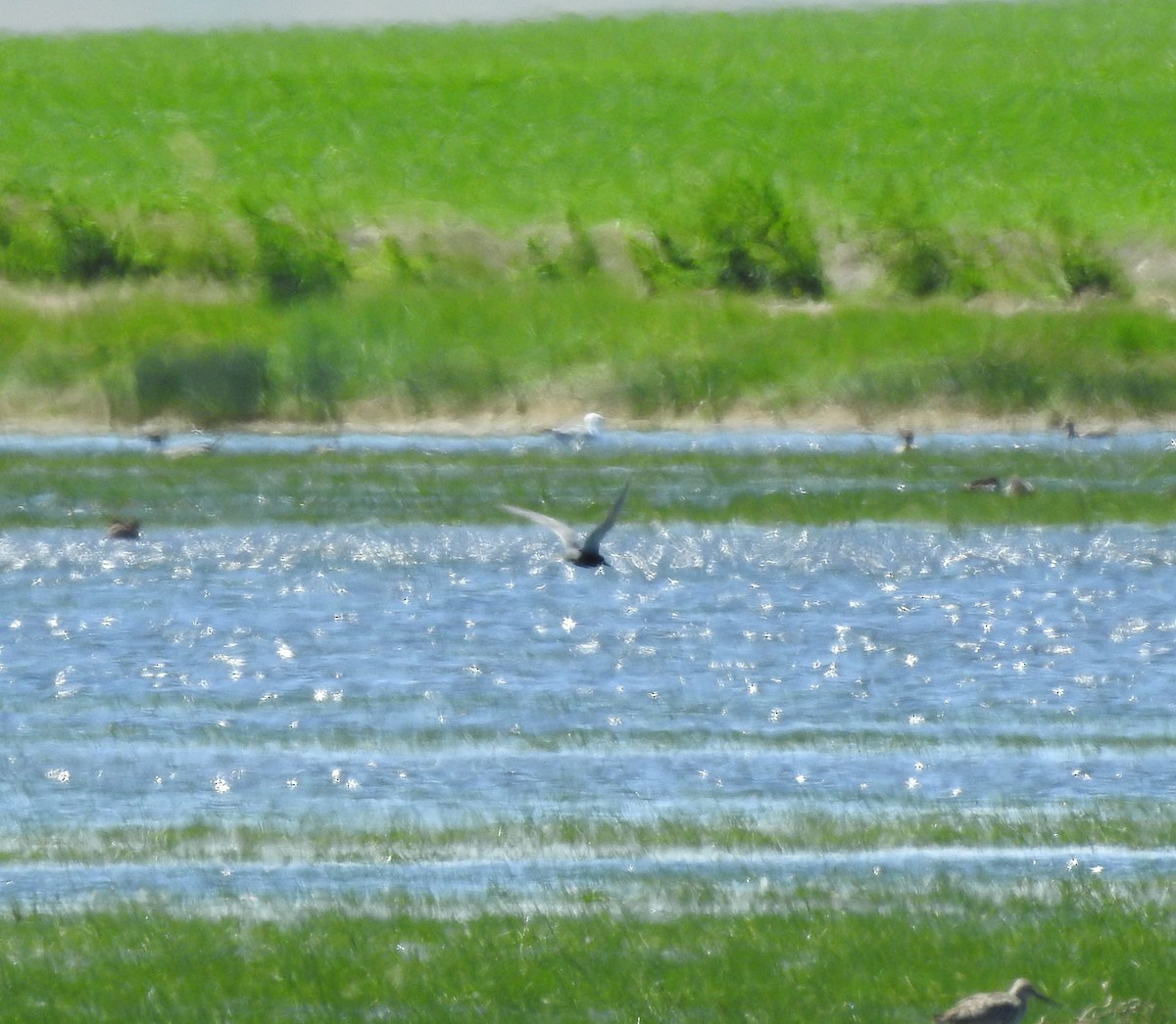 Black Tern - ML620345032