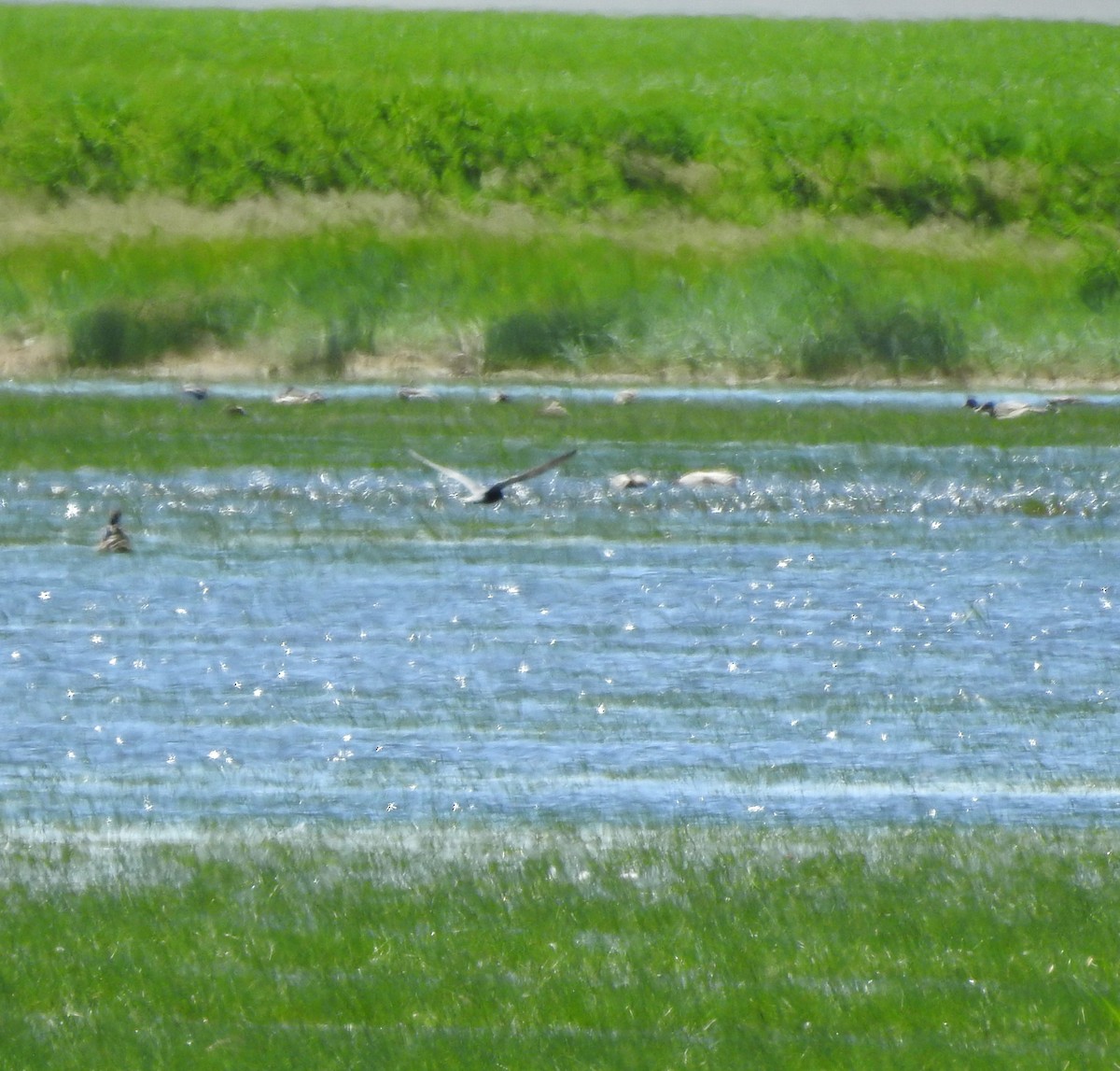 Black Tern - ML620345033