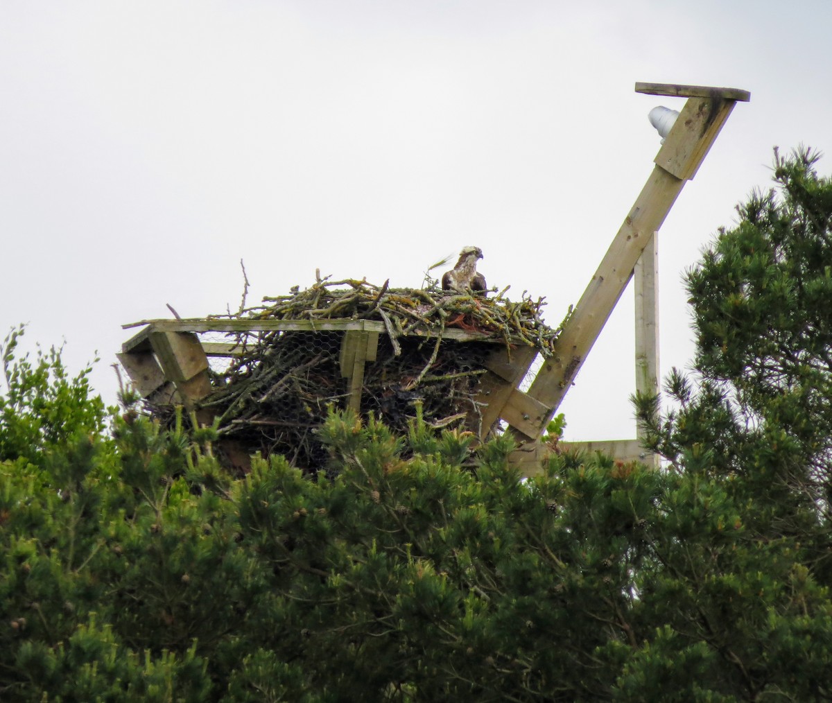 Osprey - Iain MacLeod