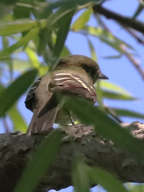 Empidonax sp. - ML620345037