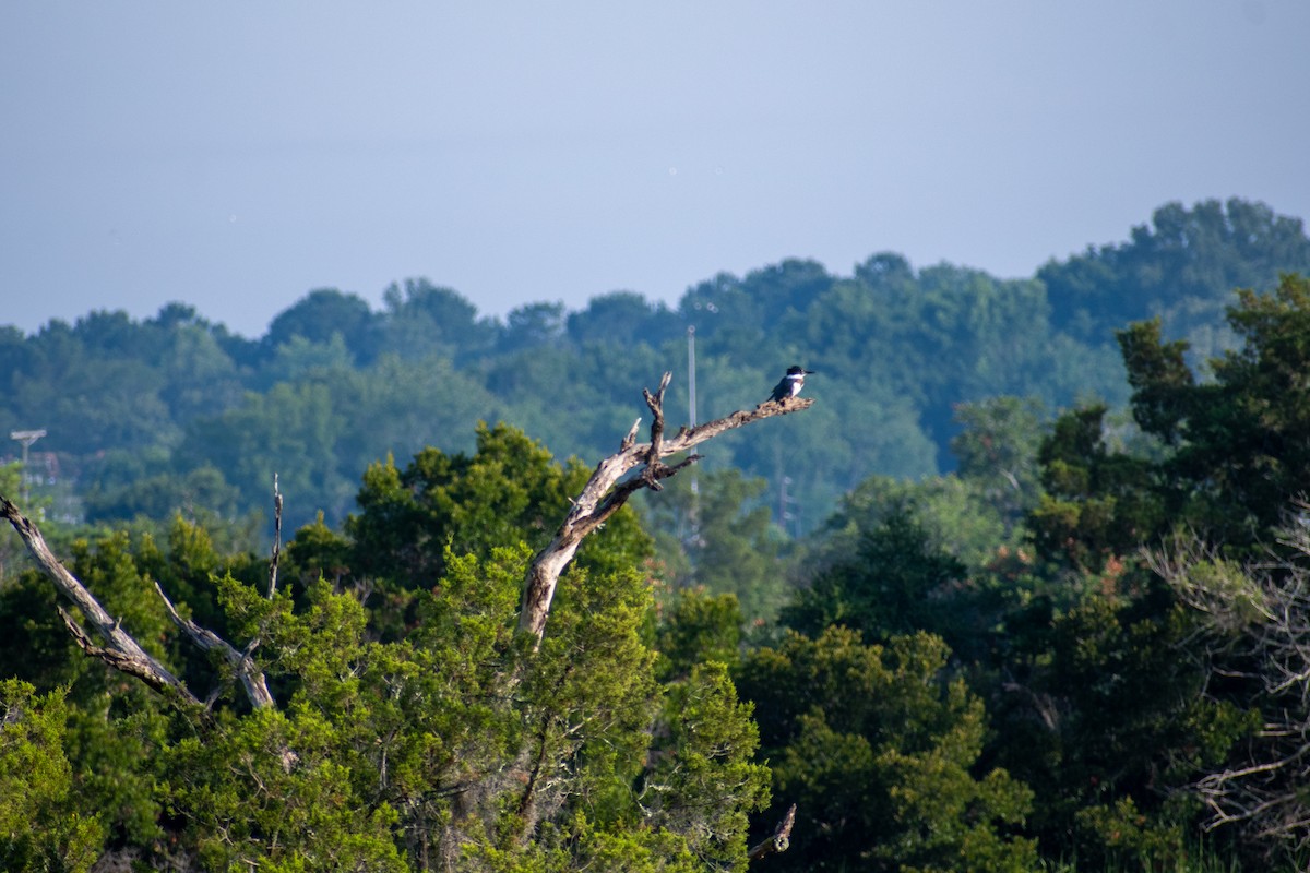 Belted Kingfisher - ML620345038