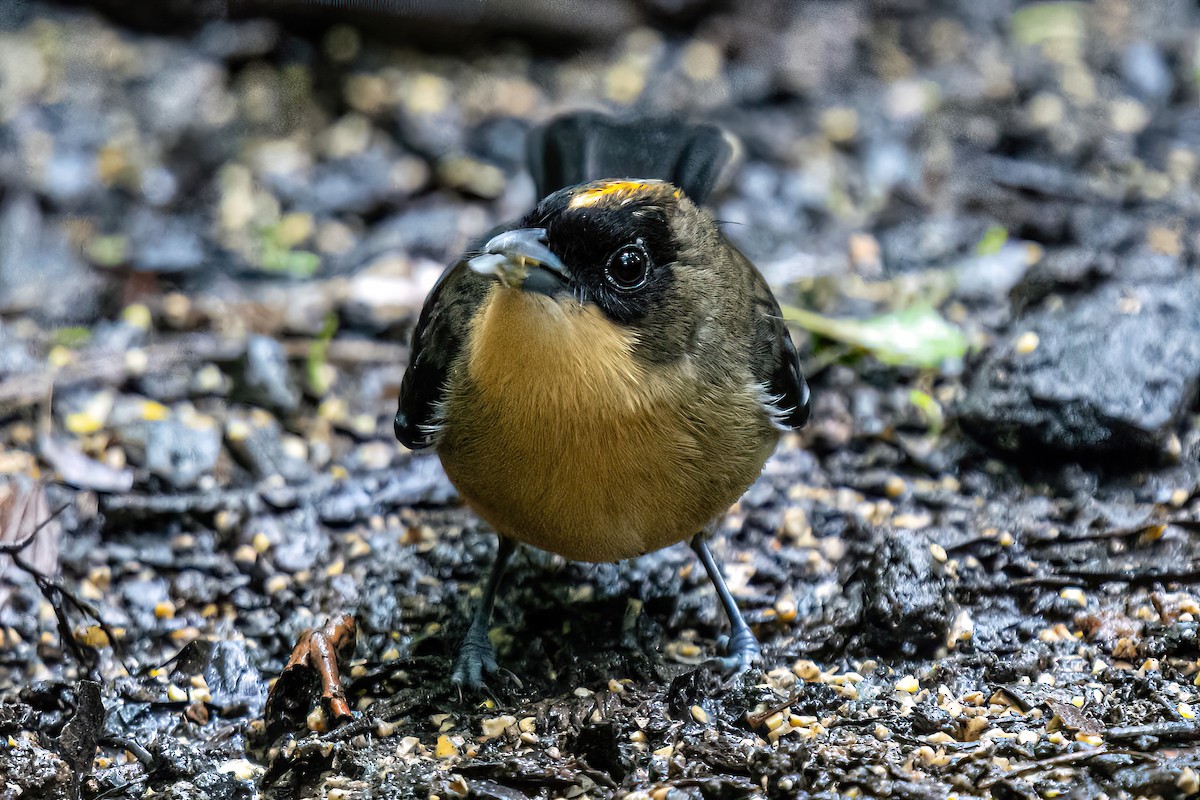 Black-goggled Tanager - ML620345039