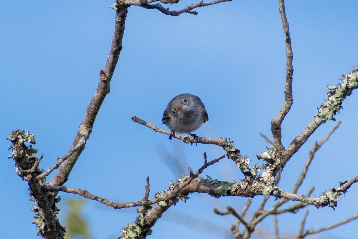 Blue-gray Gnatcatcher - ML620345043