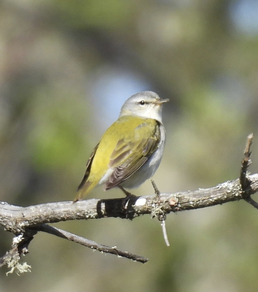 Tennessee Warbler - ML620345053