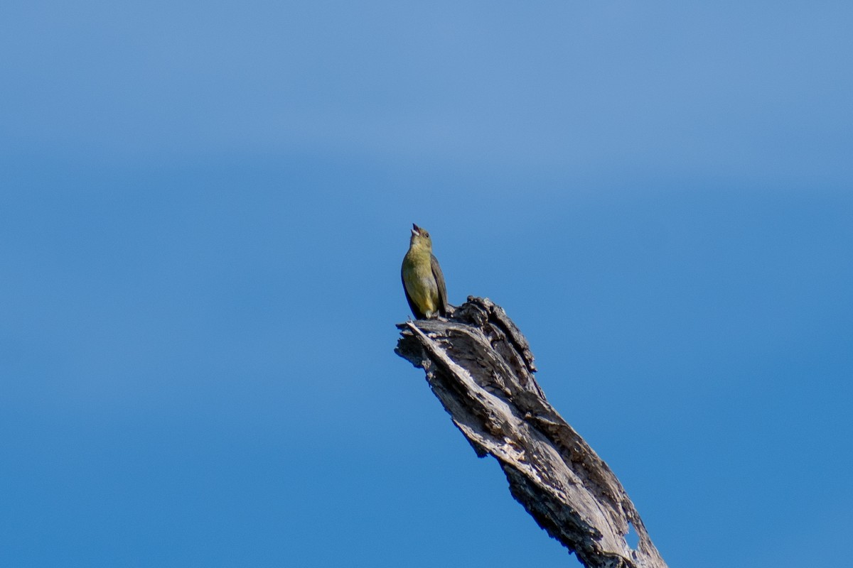 Painted Bunting - ML620345055