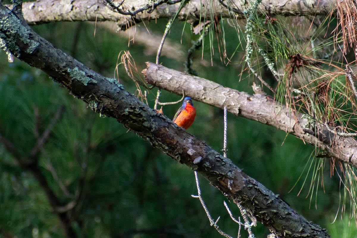 Painted Bunting - ML620345059