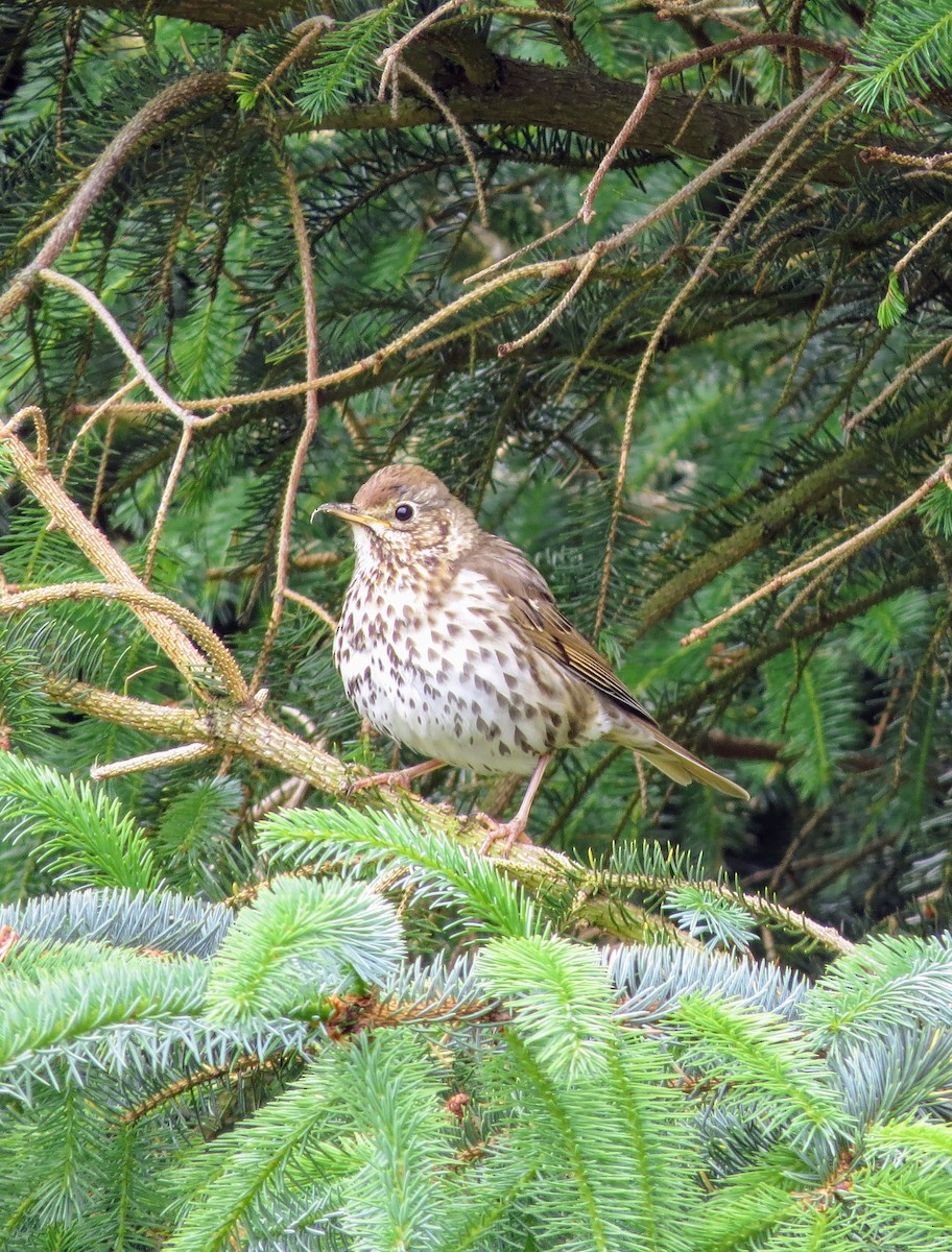 Song Thrush - ML620345062