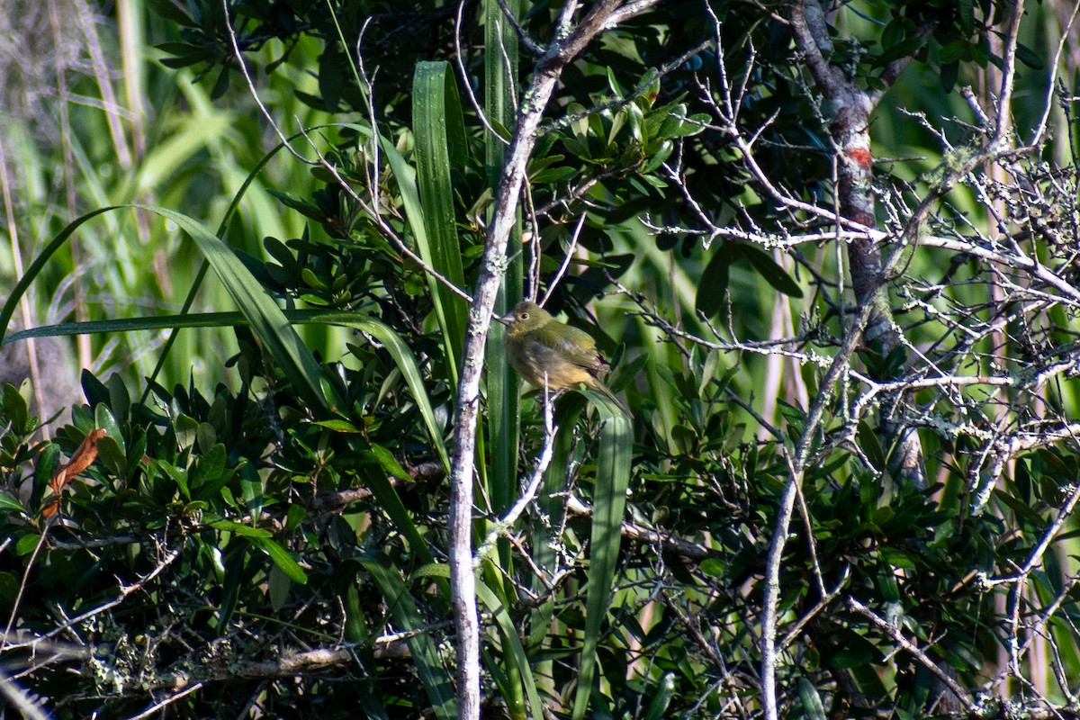 Painted Bunting - ML620345065