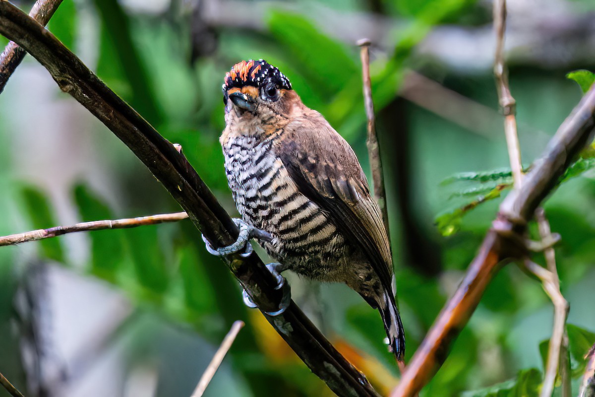 Ochre-collared Piculet - ML620345069