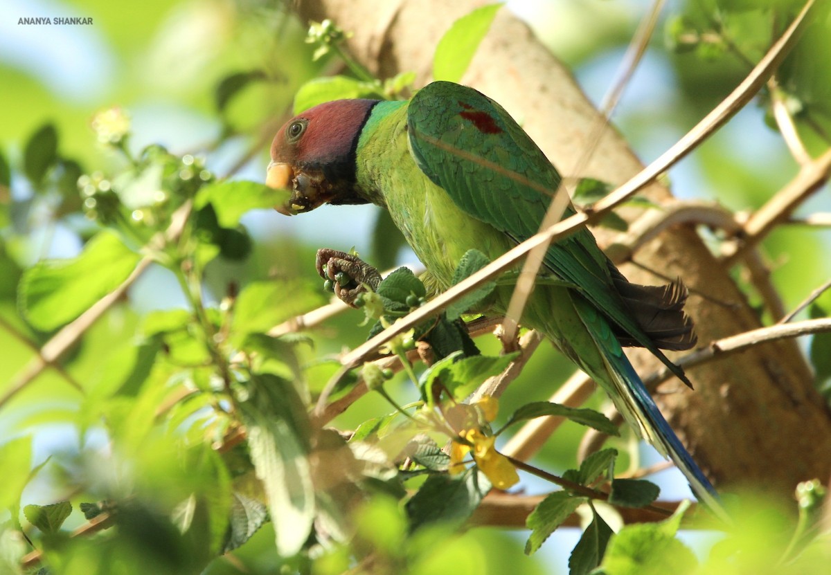 Plum-headed Parakeet - ML620345076