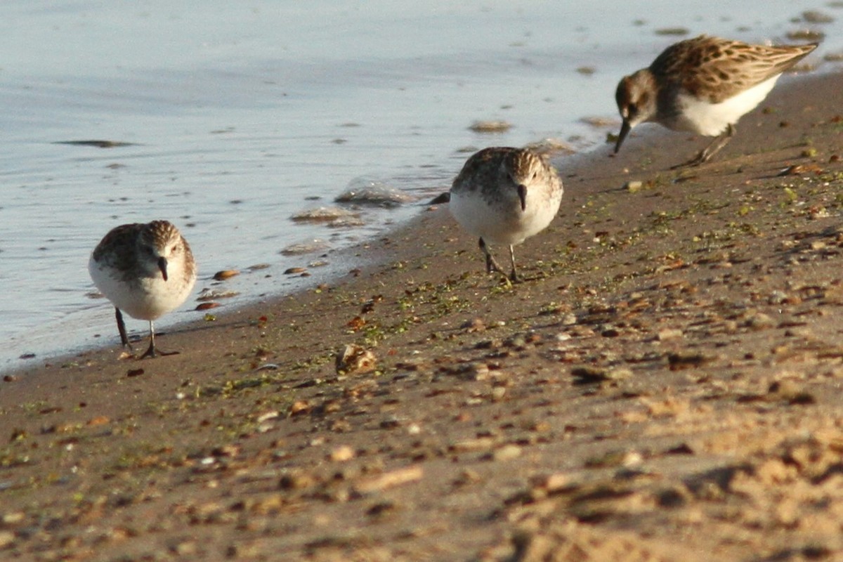 Semipalmated Sandpiper - ML620345083