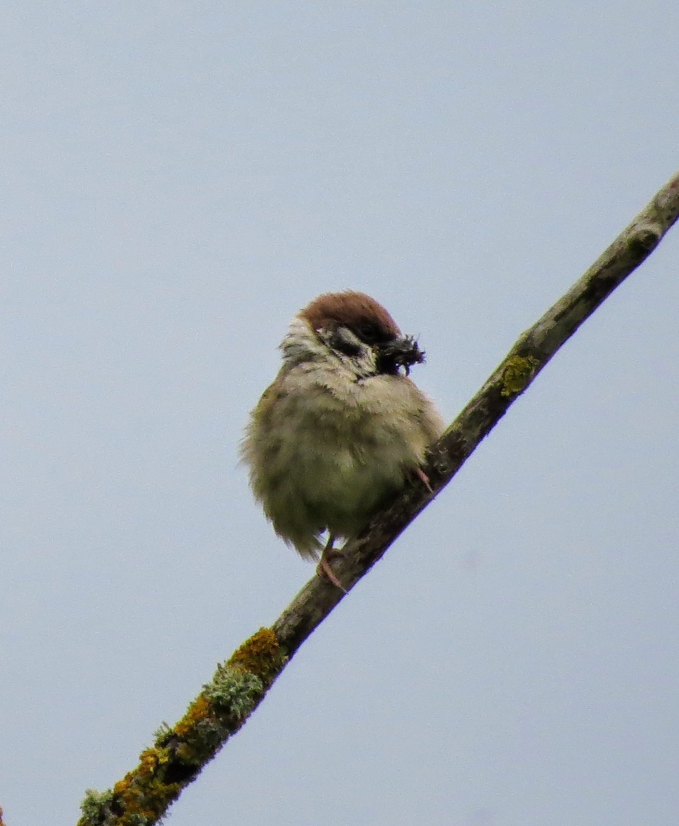 Eurasian Tree Sparrow - ML620345096