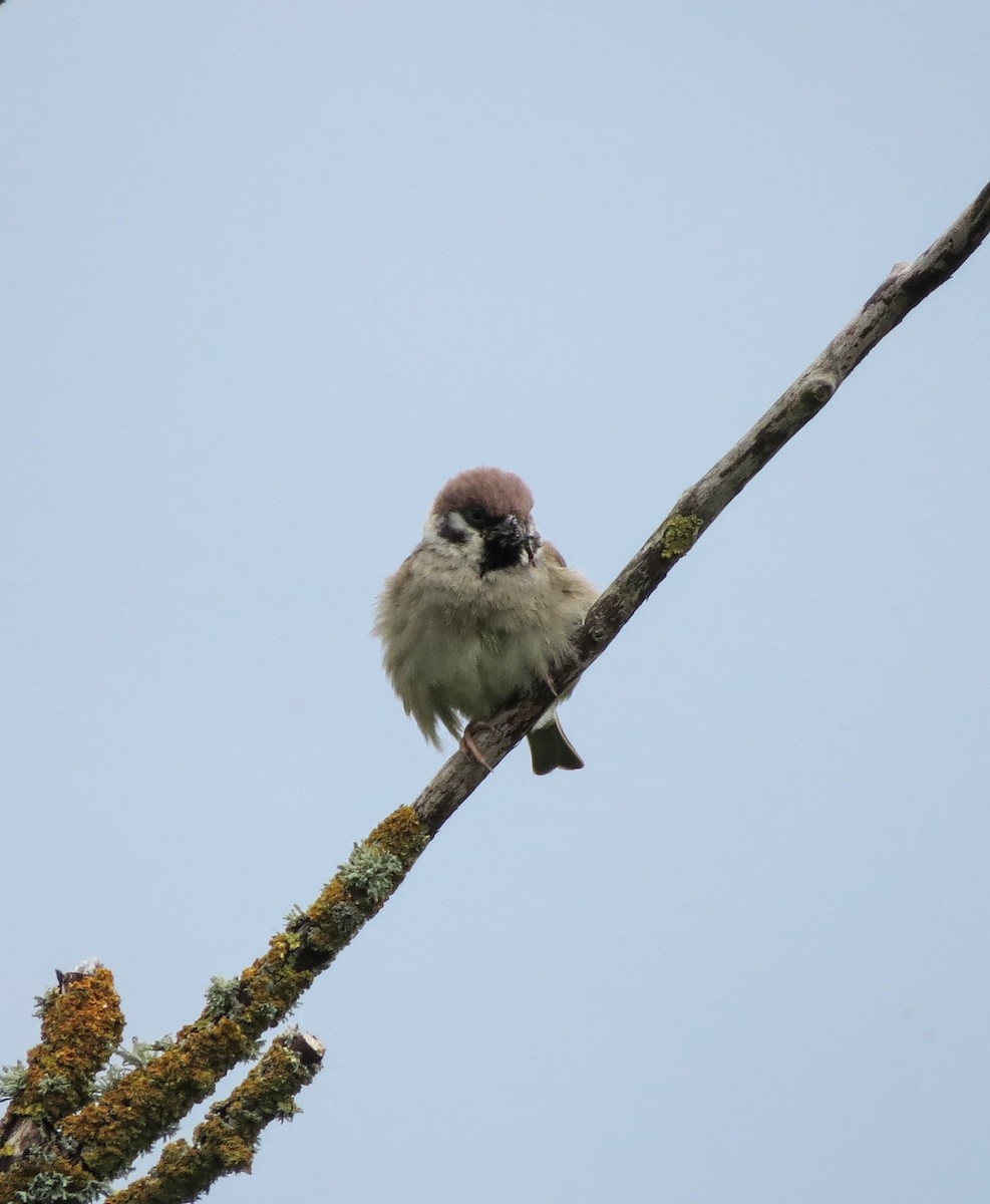 Eurasian Tree Sparrow - ML620345097