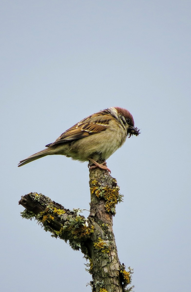 Eurasian Tree Sparrow - ML620345100
