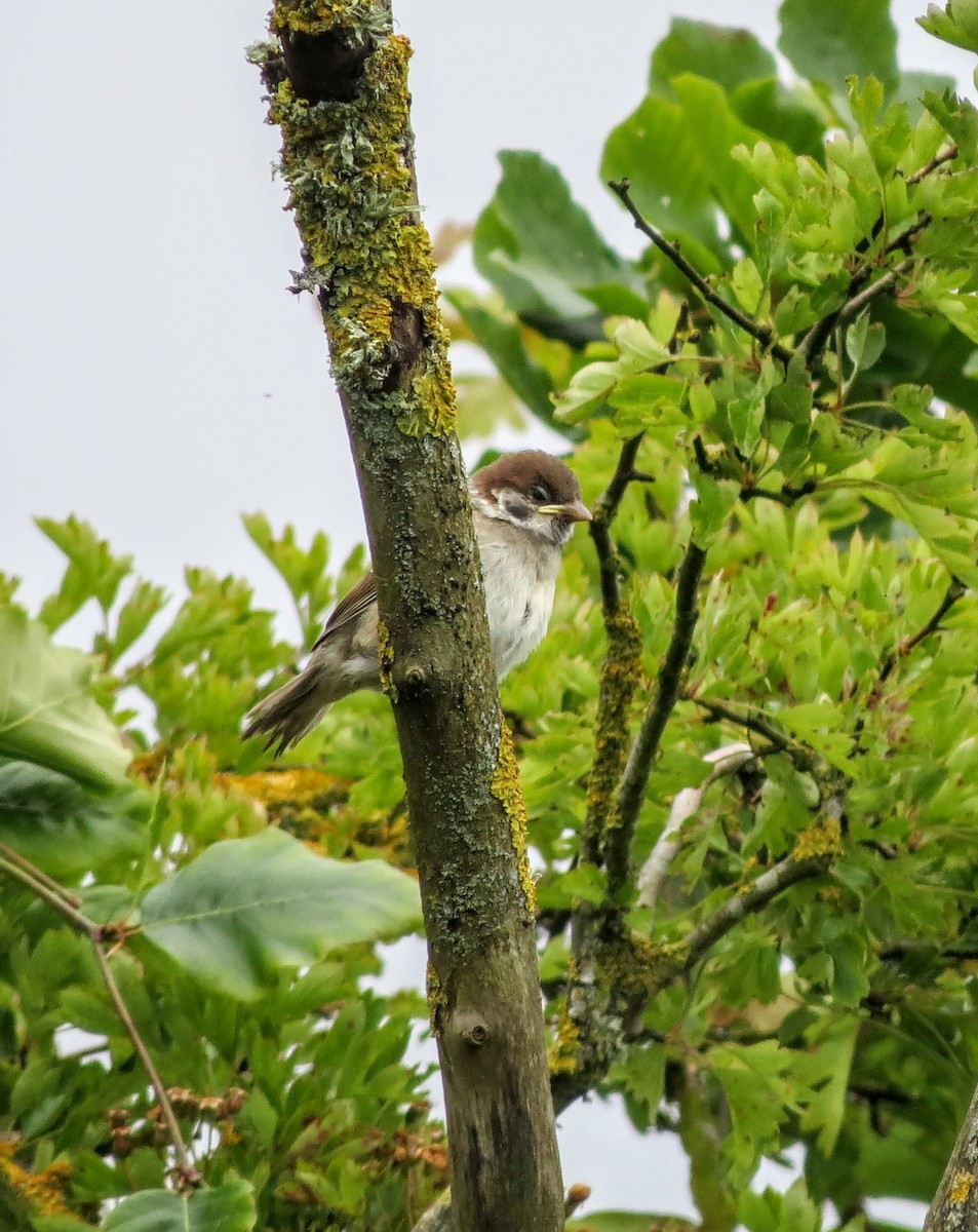 Eurasian Tree Sparrow - ML620345101