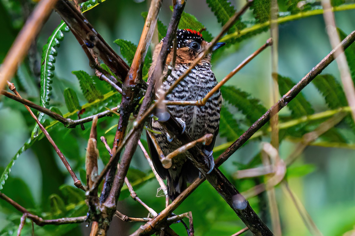 Ochre-collared Piculet - ML620345102