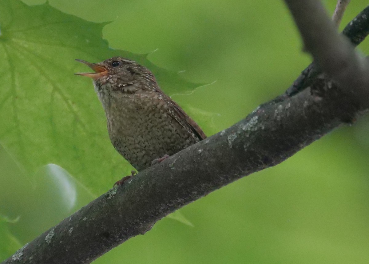 Winter Wren - ML620345125