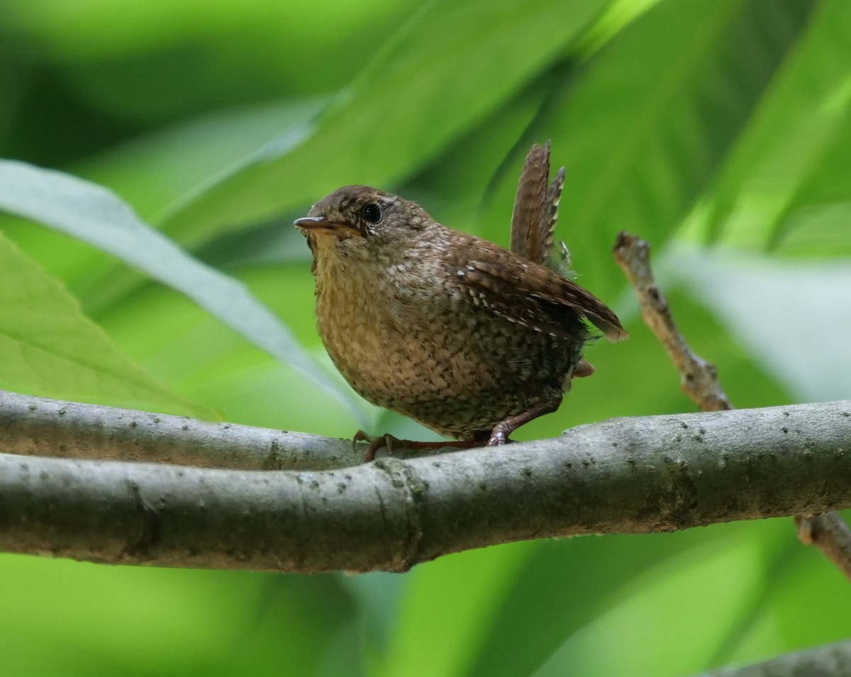 Winter Wren - ML620345129