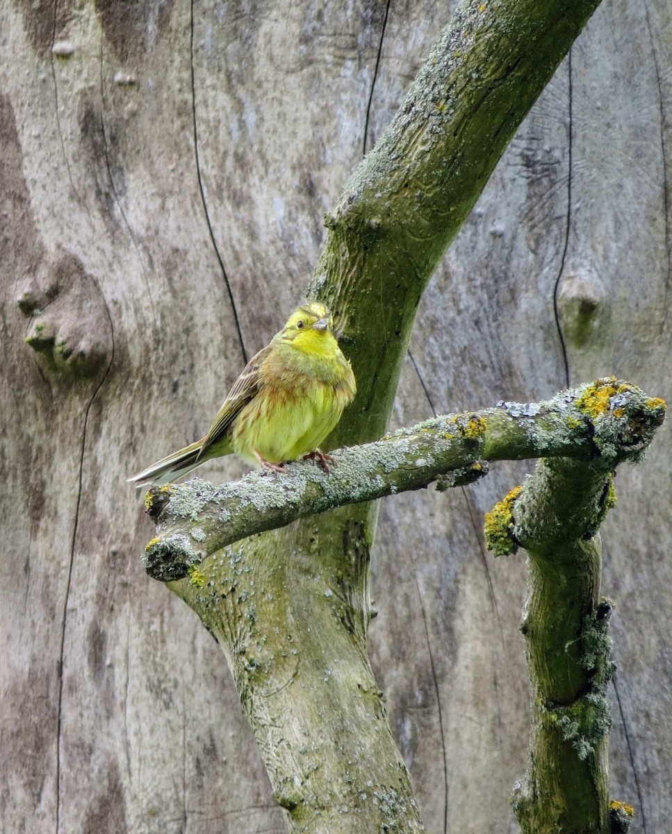 Yellowhammer - ML620345131