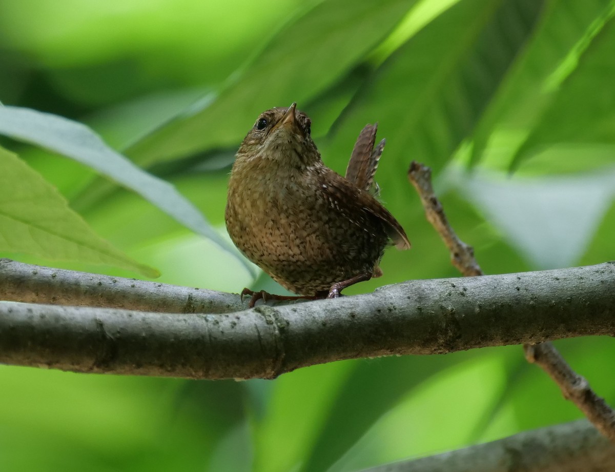 Winter Wren - ML620345136