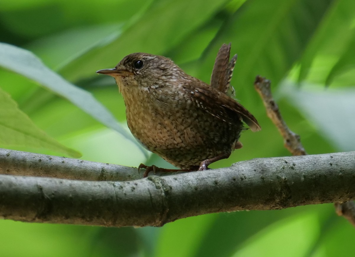 Winter Wren - ML620345138