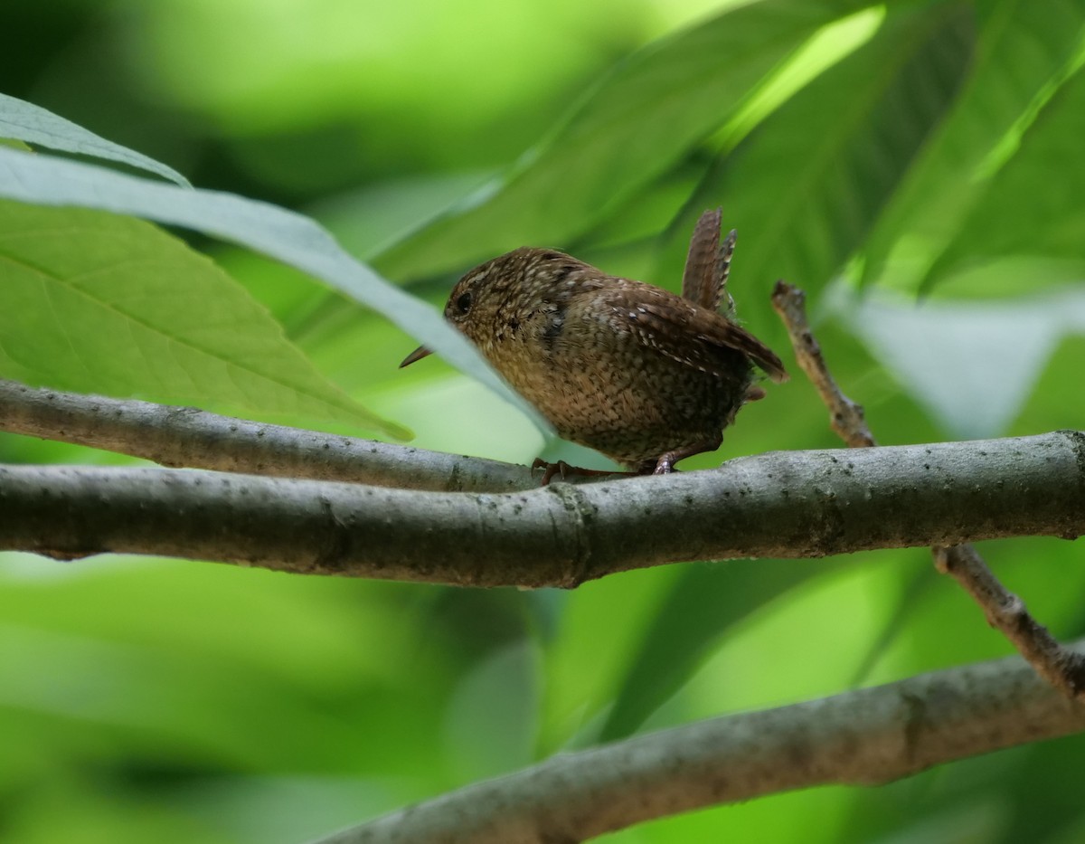 Winter Wren - ML620345139