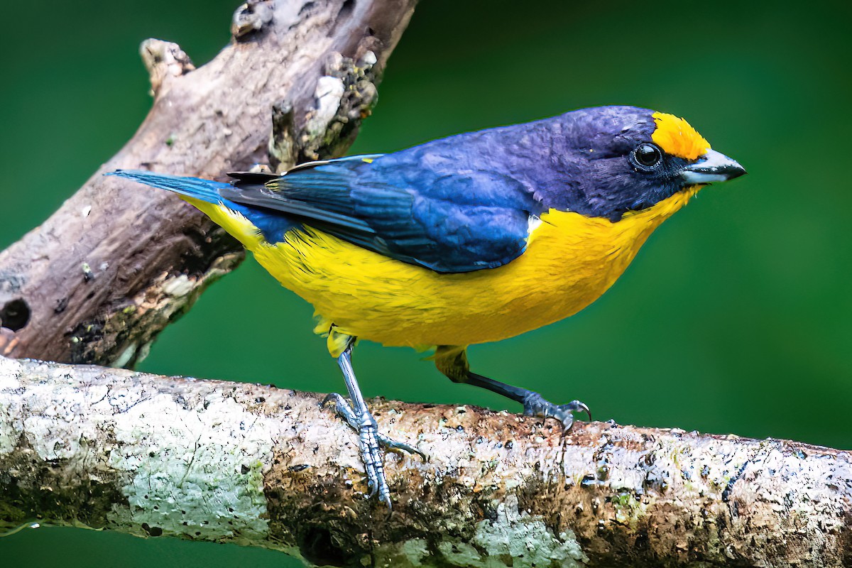 Violaceous Euphonia - ML620345150