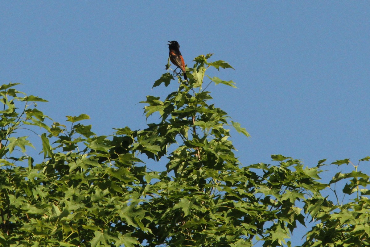 Orchard Oriole - ML620345164