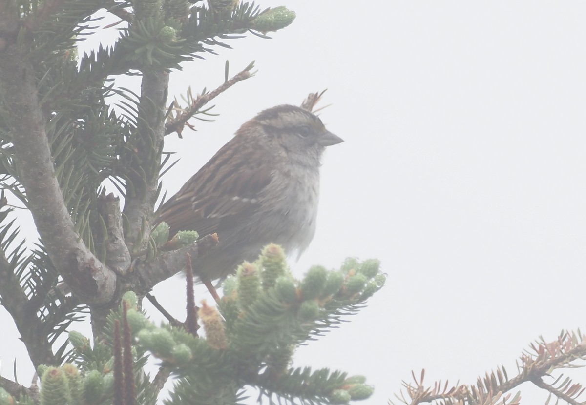 White-throated Sparrow - ML620345167