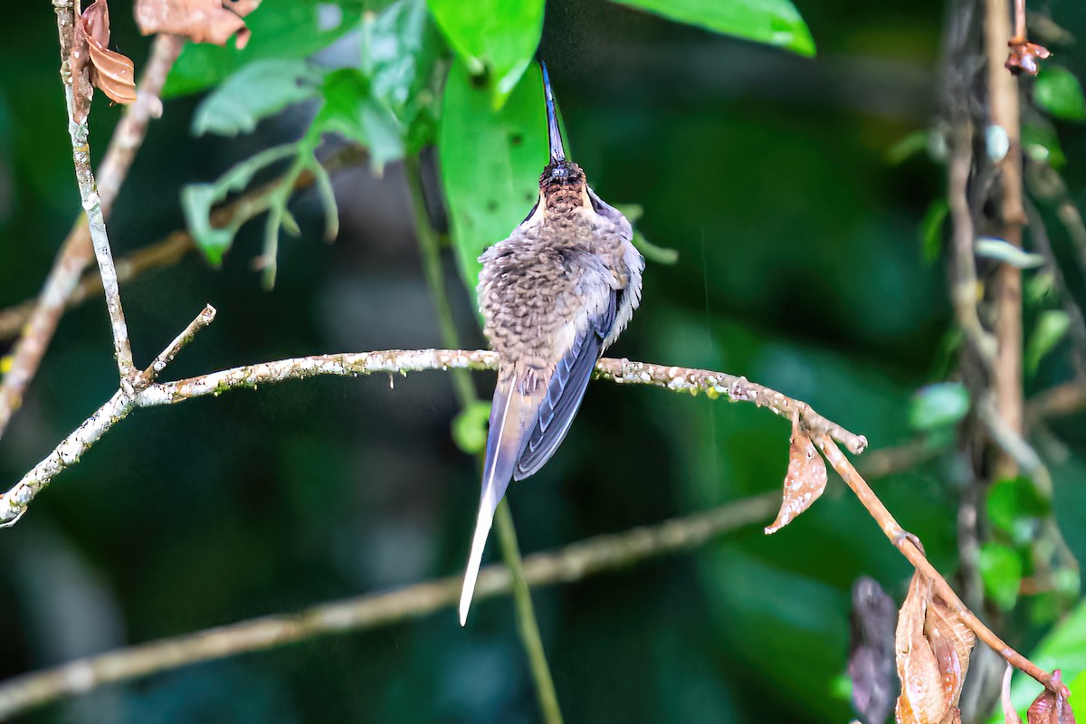 Dusky-throated Hermit - ML620345173