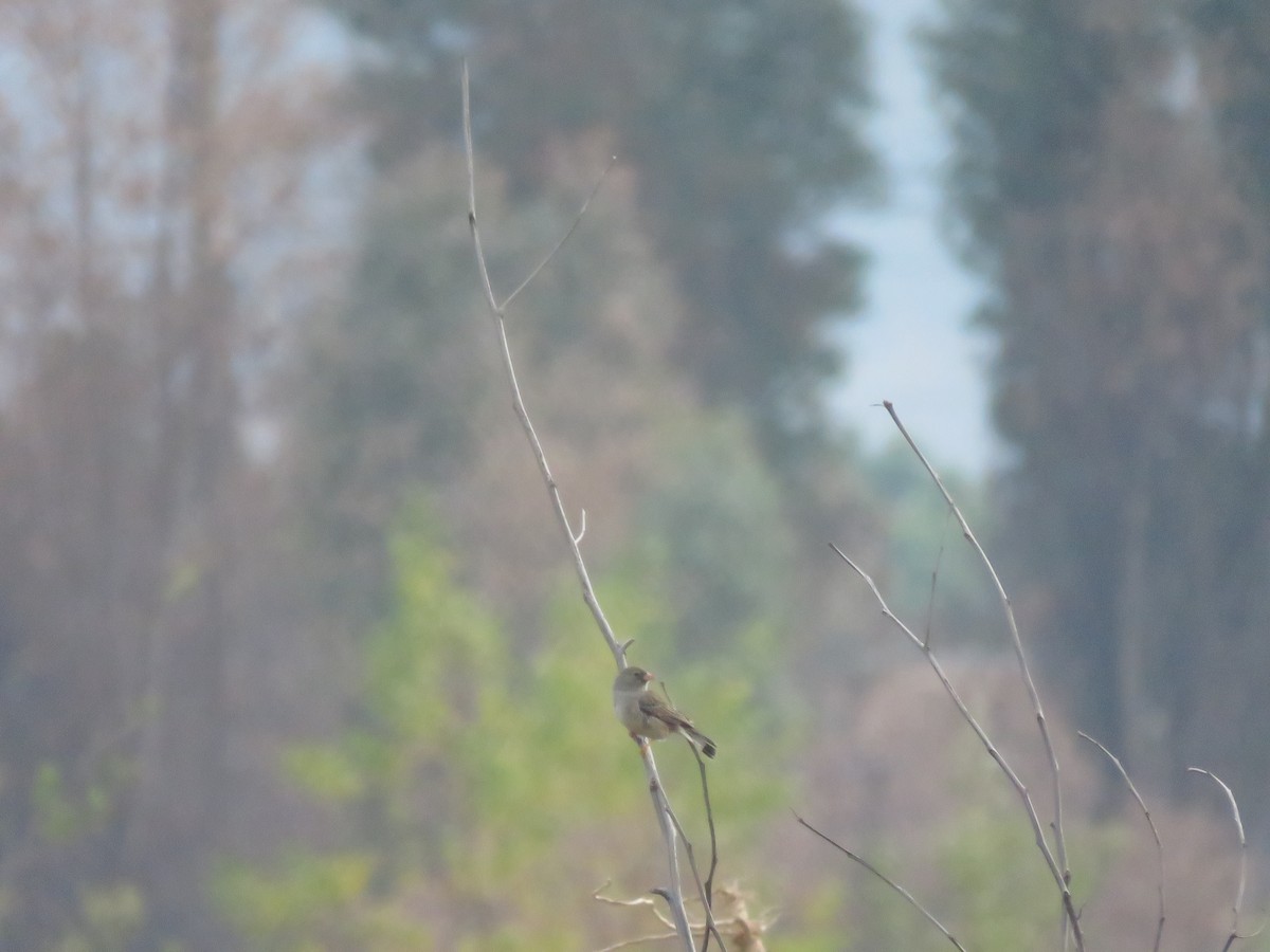 Band-tailed Sierra Finch - ML620345174