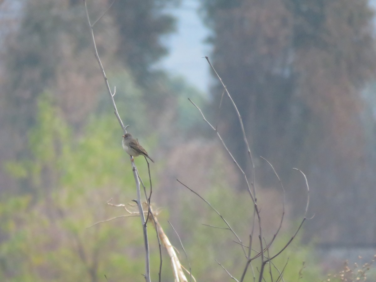 Band-tailed Sierra Finch - ML620345175